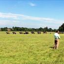 William Haggas and @lucacumani out and about @NewmarketRace overlooking their horses