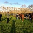 Yearlings at Cambridge Stud