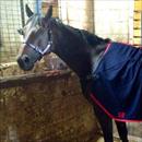 Zephyron this morning after his fabulous Doomben victory Zephyron this morning after his fabulous Doomben victory