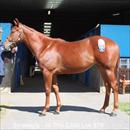 Melbourne Premier Sales 2011 Lot 578 Strategic x In The Club colt