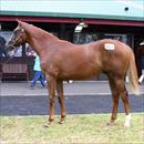 Karaka 2010 Encosta de Lago Colt Karaka 2010 Encosta de Lago Colt