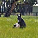 Dissolved enjoying the sunshine at Rowenvale Park